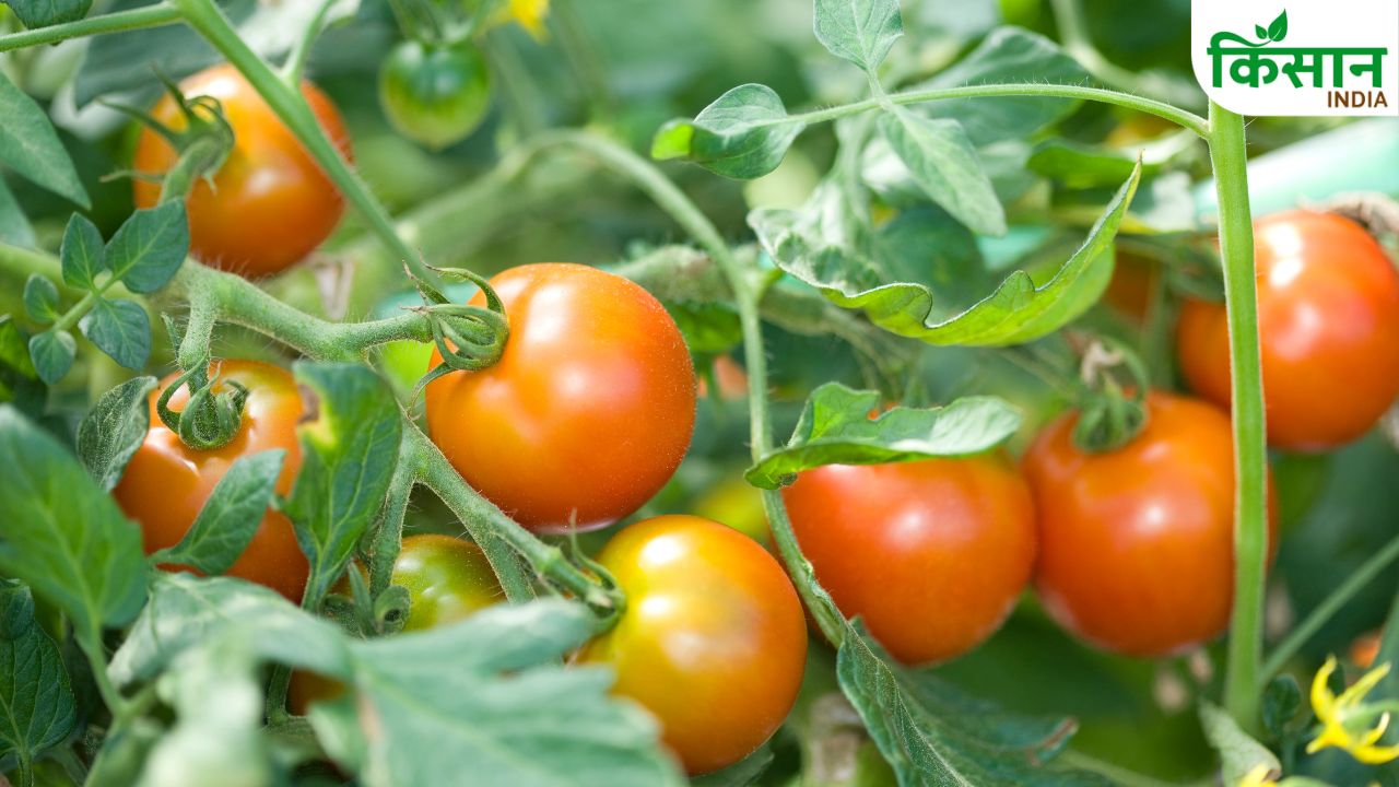 Tomato Farming: टमाटर में लीफ कर्ल वायरस का खतरा, समय रहते नहीं संभले तो चौपट हो जाएगी फसल