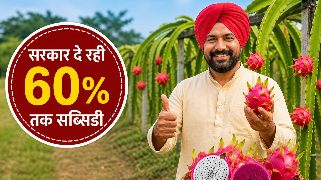 विदेशी फल ने बदली किसानों की किस्मत, बन गए लखपति.. सरकार दे रही 60 फीसदी सब्सिडी
