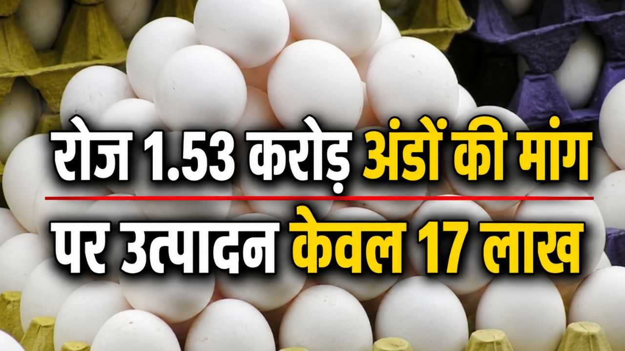 भीषण गर्मी में भी अंडा हुआ महंगा, कीमत में भारी बढ़ोतरी.. अब 6.67 रुपये पीस रेट