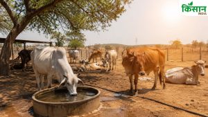 45°C गर्मी और तेज लू से पशु बेहाल, नौतपा में ऐसे रखें बेजुबान जानवरों का खास ध्यान 45°C गर्मी और तेज लू से पशु बेहाल, नौतपा में ऐसे रखें बेजुबान जानवरों का खास ध्यान