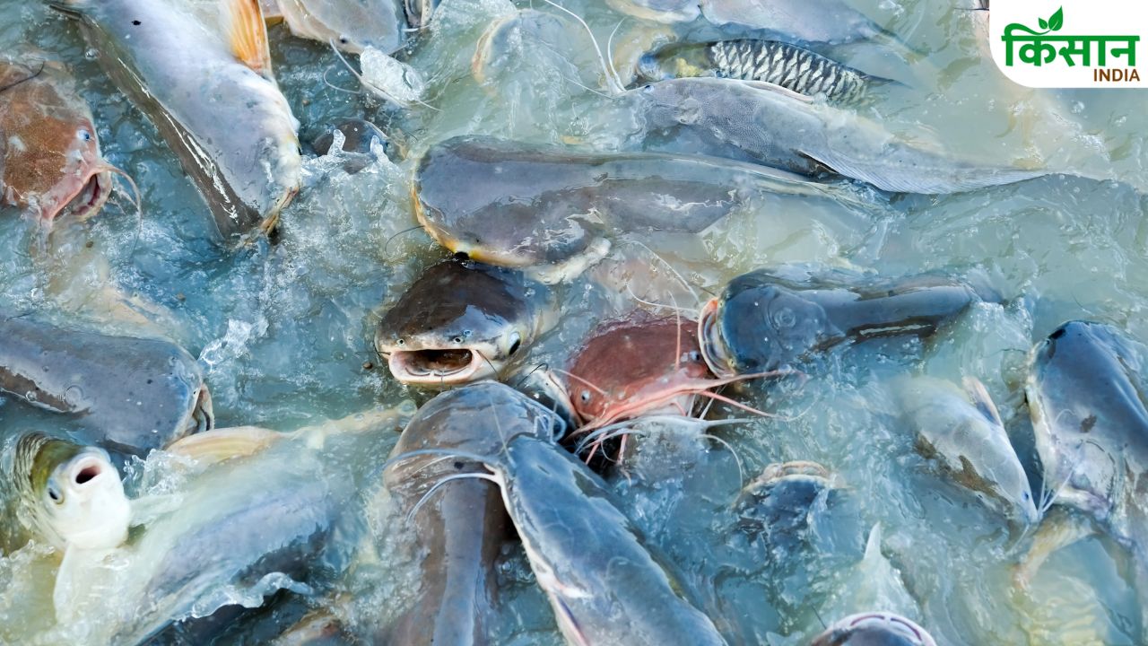 मछली पालन से बढ़ेगी किसानों की कमाई, सरकार दे रही 60 फीसदी सब्सिडी और आसान लोन