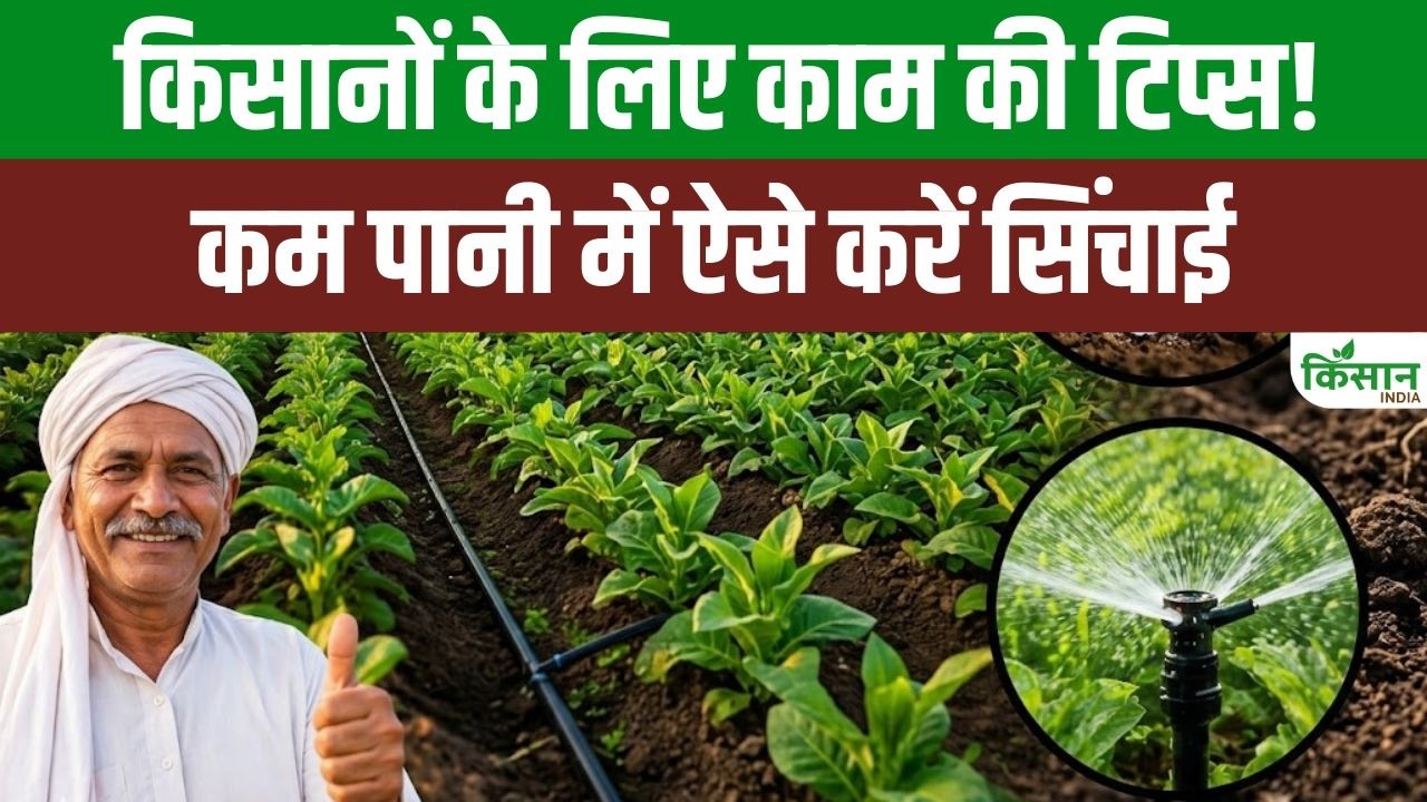 कम पानी में ज्यादा फसल पाने का आसान तरीका, ड्रिप सिंचाई से किसानों की लागत होगी कम