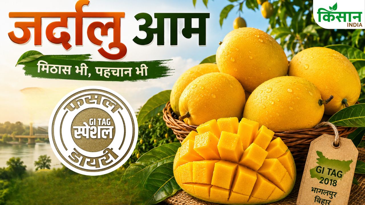 इस आम ने बढ़ाई बिहार की शान, स्वाद ऐसा कि विदेशों तक है डिमांड, GI टैग मिलने के बाद बना इंटरनेशनल स्टार