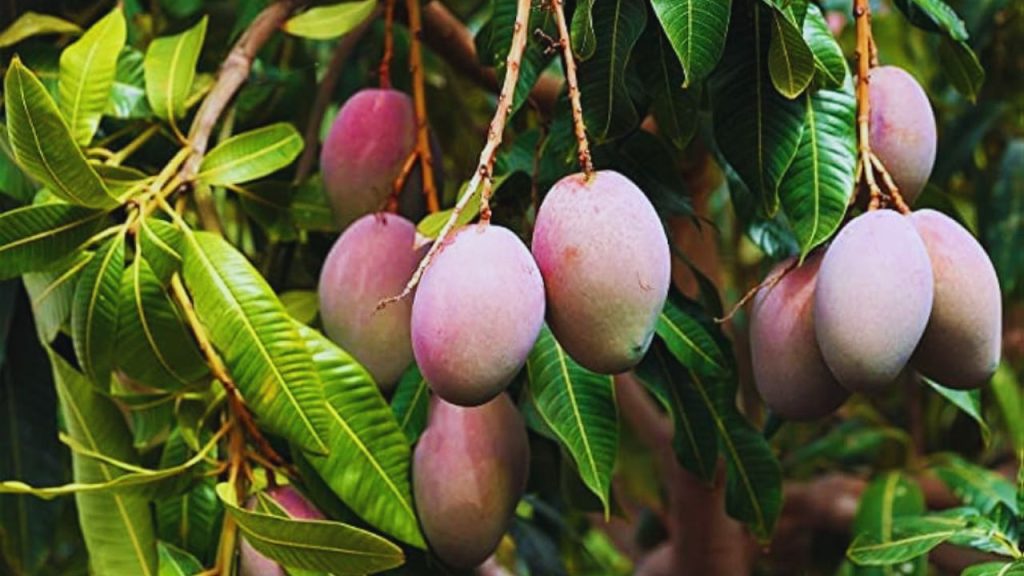 Kohitur Mango: ‘कोहितूर’ आम को आमों का नवाब कहा जाता है. यह पश्चिम बंगाल के मुर्शिदाबाद इलाके में पाया जाता है और अपनी दुर्लभता, नाजुक बनावट और शानदार स्वाद के कारण बेहद खास माना जाता है. इसे संभालने के लिए लोग रुई और विशेष पैकिंग का इस्तेमाल करते हैं. इसकी कीमत हजारों रुपये प्रति किलो तक पहुंच जाती है. Kohitur Mango: ‘कोहितूर’ आम को आमों का नवाब कहा जाता है. यह पश्चिम बंगाल के मुर्शिदाबाद इलाके में पाया जाता है और अपनी दुर्लभता, नाजुक बनावट और शानदार स्वाद के कारण बेहद खास माना जाता है. इसे संभालने के लिए लोग रुई और विशेष पैकिंग का इस्तेमाल करते हैं. इसकी कीमत हजारों रुपये प्रति किलो तक पहुंच जाती है.