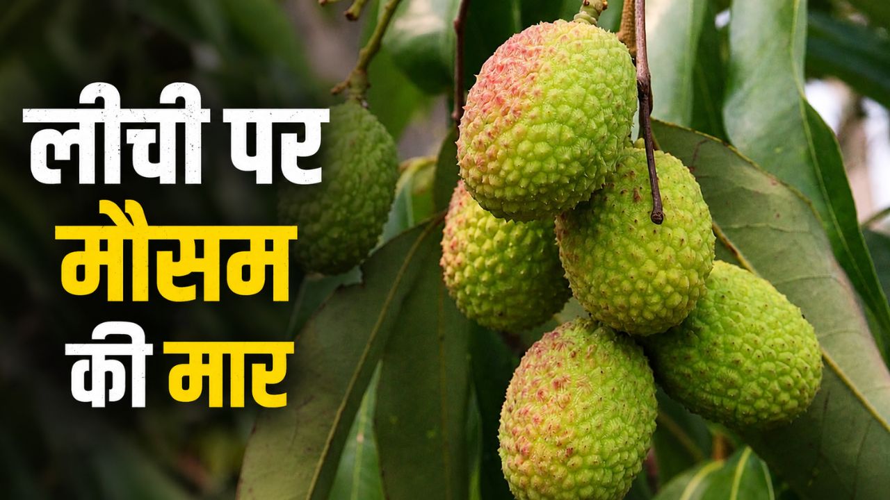 लीची पर मौसम का कहर, फलों के फटने से 60 फीसदी तक नुकसान का खतरा, अभी करें एक्सपर्ट के बताए ये उपाय