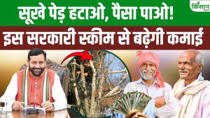 हरियाणा सरकार का बड़ा फैसला, सूखे पेड़ हटाने वाले किसानों को अब मिलेगा सीधा आर्थिक फायदा हरियाणा सरकार का बड़ा फैसला, सूखे पेड़ हटाने वाले किसानों को अब मिलेगा सीधा आर्थिक फायदा