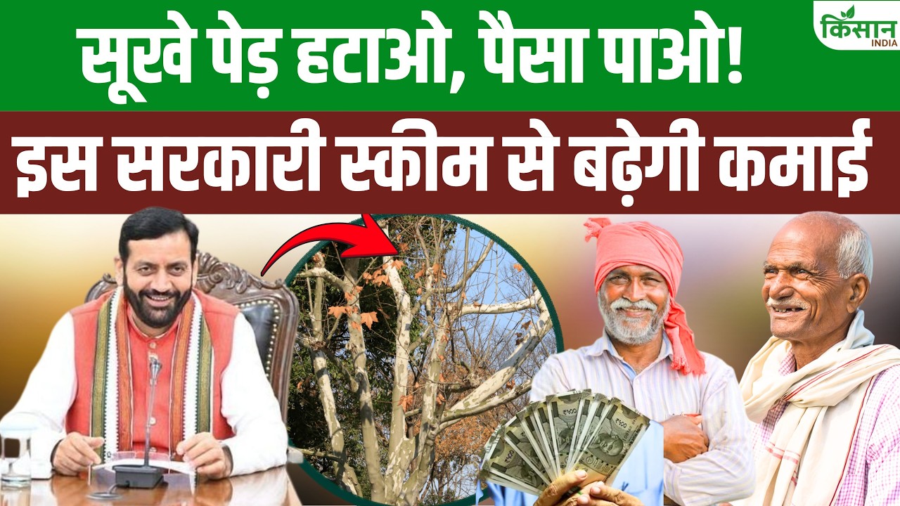 हरियाणा सरकार का बड़ा फैसला, सूखे पेड़ हटाने वाले किसानों को अब मिलेगा सीधा आर्थिक फायदा
