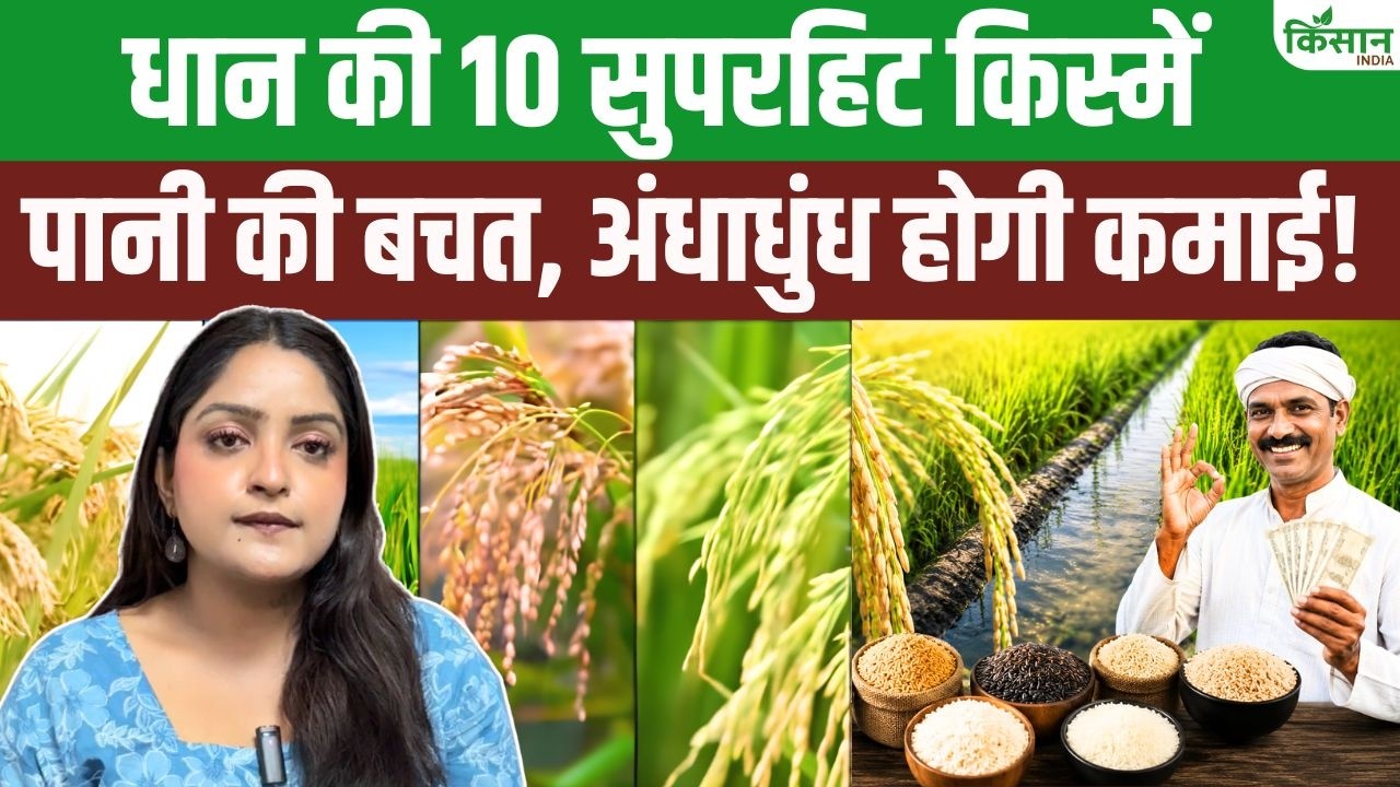 कम पानी में होगी ज्यादा कमाई! धान की नई उन्नत किस्में किसानों को देंगी बंपर पैदावार