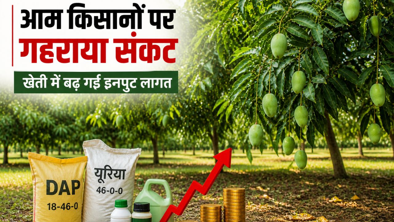 आम में लगी गंभीर बीमारी.. 50 फीसदी तक पैदावार में गिरावट, किसान कैसे निकालें लागत ?