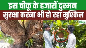108 साल पुराना ऐतिहासिक चीकू का पेड़! Iraq से भारत लाई गई ये दुर्लभ किस्म! 108 साल पुराना ऐतिहासिक चीकू का पेड़! Iraq से भारत लाई गई ये दुर्लभ किस्म!