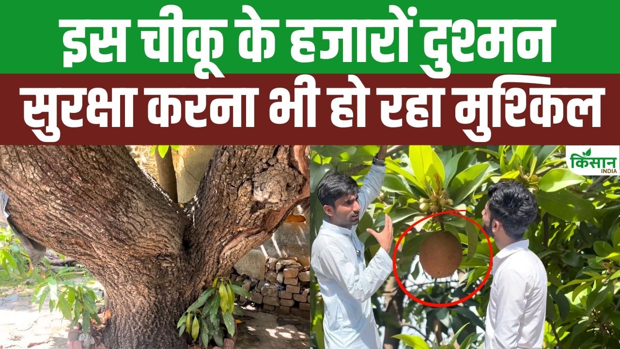 108 साल पुराना ऐतिहासिक चीकू का पेड़! Iraq से भारत लाई गई ये दुर्लभ किस्म!