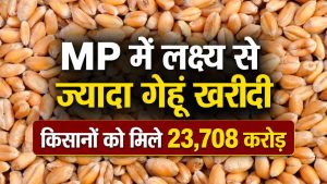 MP ने गेहूं खरीदी में रचा इतिहास, पंजाब के बाद बना देश का दूसरा सबसे बड़ा राज्य