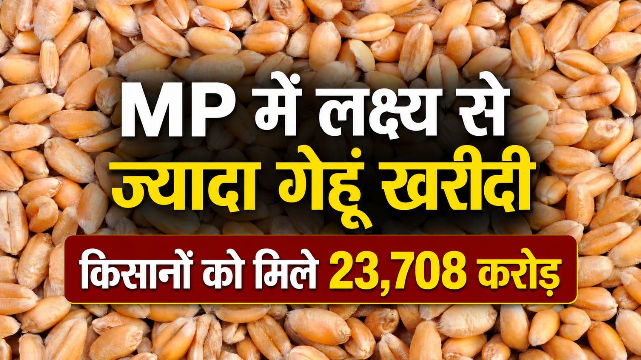 MP ने गेहूं खरीदी में रचा इतिहास, पंजाब के बाद बना देश का दूसरा सबसे बड़ा राज्य