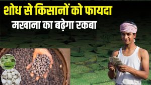 ‘कांटामुक्त’ होगी मखाना की फसल, खेती करना होगा आसान.. वैज्ञानिक कर रहे शोध
