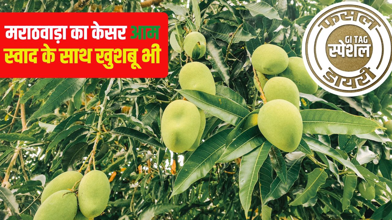 लंगड़ा-दशहरी को टक्कर देता है यह आम, विदेशों में भारी डिमांड.. जानें खेती करने का तरीका