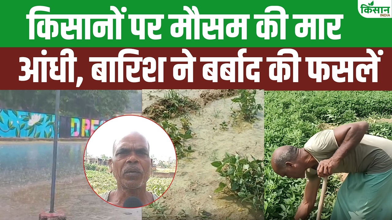 बेमौसम बारिश ने किसानों की मेहनत पर फेरा पानी, अब फसल बीमा योजना से मिलेगी राहत बड़ी