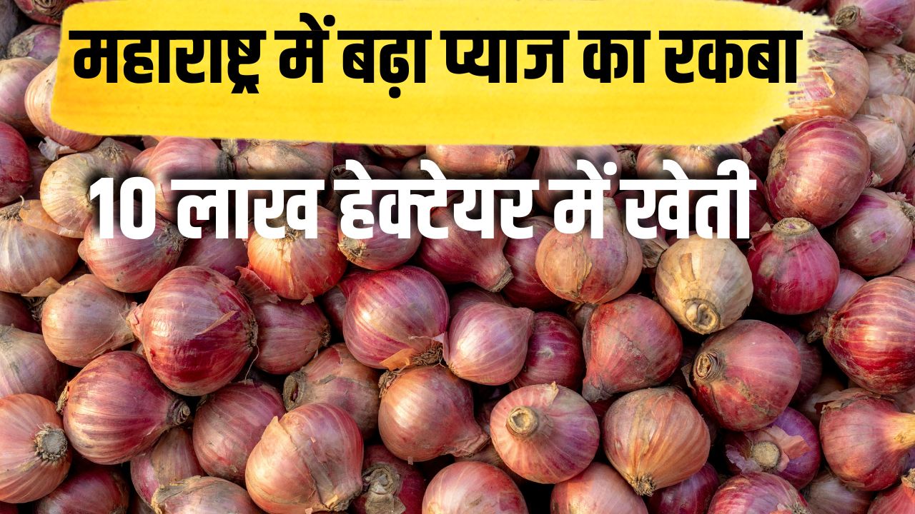 Mandi Rate: इन कारणों से प्याज हुआ सस्ता, किसानों को 1500 रुपये क्विंटल मिलेगी आर्थिक मदद ?