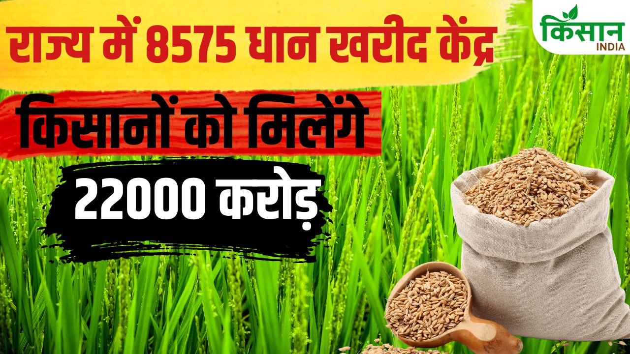 देरी के बावजूद 30 लाख टन धान की खरीदी, किसानों के खातों में 4,520 करोड़ रुपये जारी