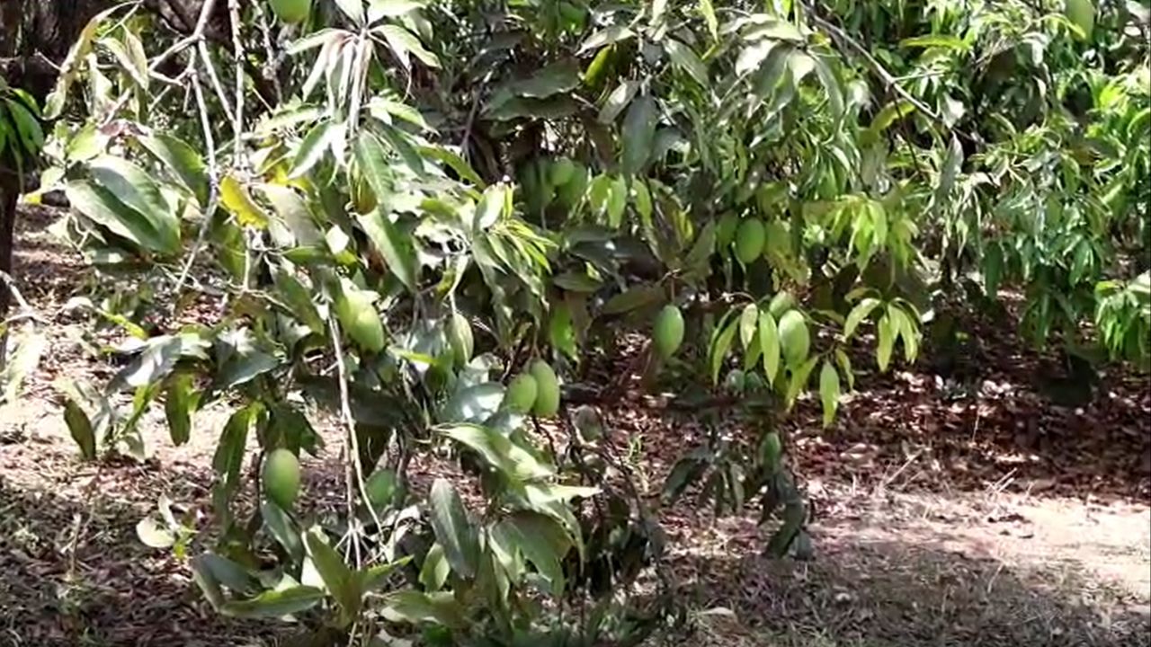 वैज्ञानिक विधि से 11 एकड़ में आम की 15 किस्में लगाईं, युवा किसानों को 5 लाख का सीधा मुनाफा