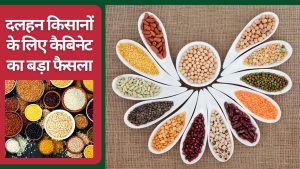 दलहन किसानों के लिए बड़ी सौगात, कैबिनेट ने 2442 करोड़ रुपये खर्च को मंजूरी दी दलहन किसानों के लिए बड़ी सौगात, कैबिनेट ने 2442 करोड़ रुपये खर्च को मंजूरी दी