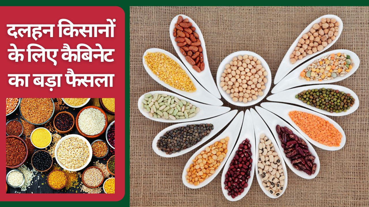 दलहन किसानों के लिए बड़ी सौगात, कैबिनेट ने 2442 करोड़ रुपये खर्च को मंजूरी दी