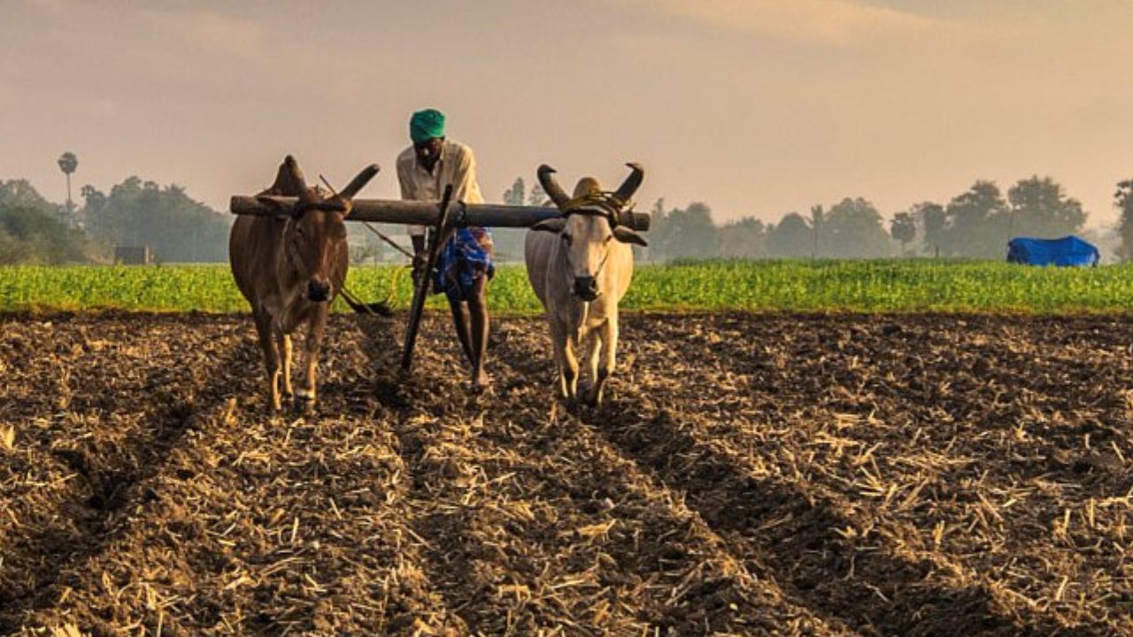 खरीफ बुवाई में तेजी, 119 लाख हेक्टेयर के पार पहुंचा रकबा.. जानें किस फसल का कितना है क्षेत्र