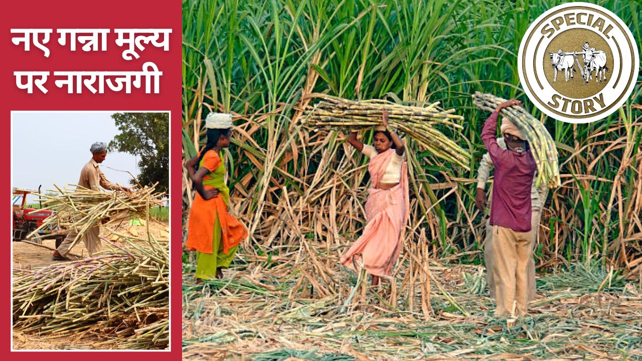 केंद्र ने गन्ना मूल्य बढ़ाया फिर भी नाराज क्यों हुए किसान? जानें सबसे ज्यादा किस राज्य में गन्ना FRP    