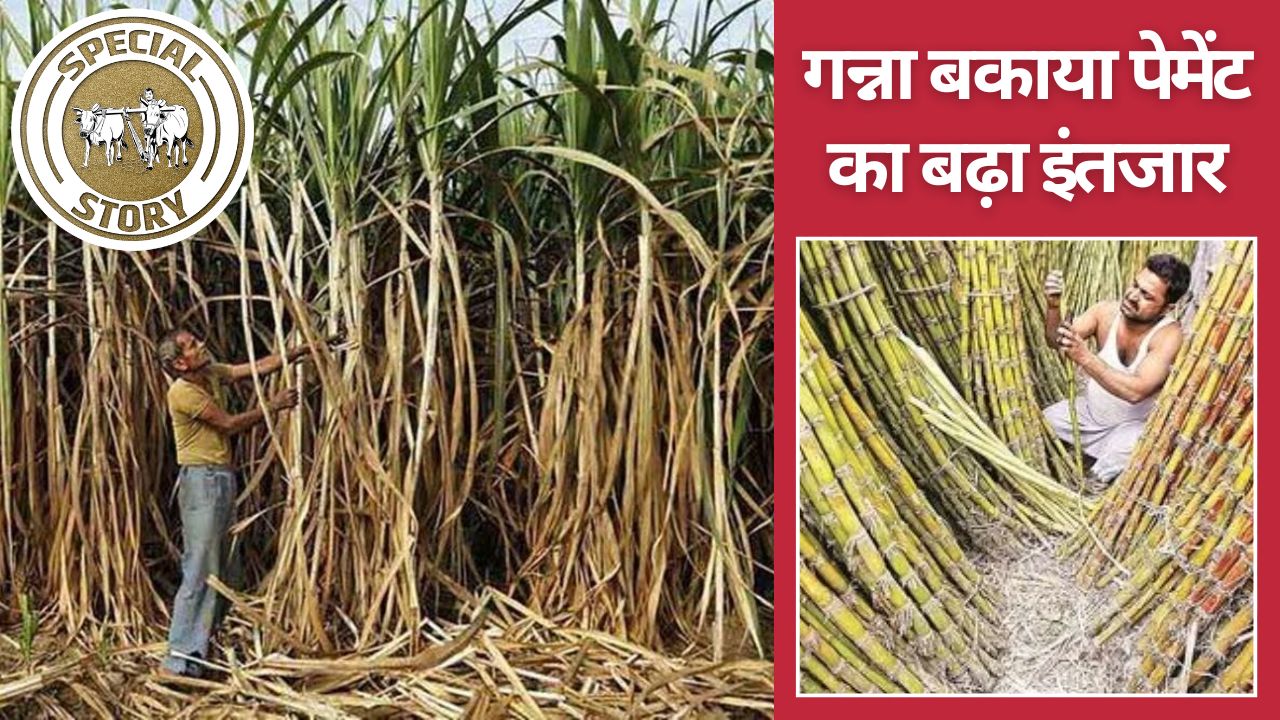 गन्ना किसानों का 12 हजार करोड़ रुपये सरकार पर बकाया, किसान बोले- भुगतान के दावे फेल