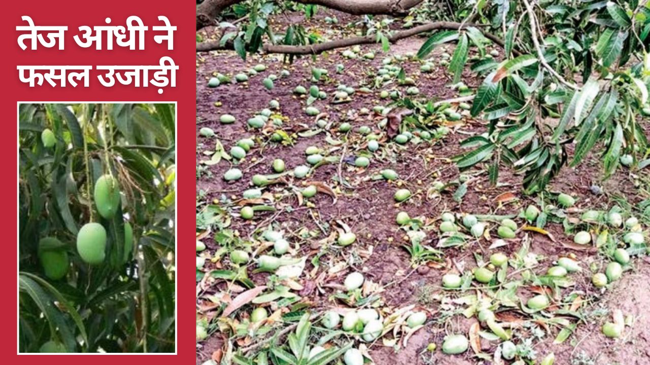 तेज आंधी से आम, नींबू और स्ट्रॉबेरी को भारी नुकसान, लीची किसानों को मुआवजे का इंतजार