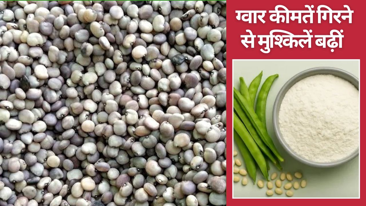 ग्वार कीमतों में लगातार गिरावट से बाजार में हड़कंप, 18 दिन में 120 रुपये लुढ़का भाव  