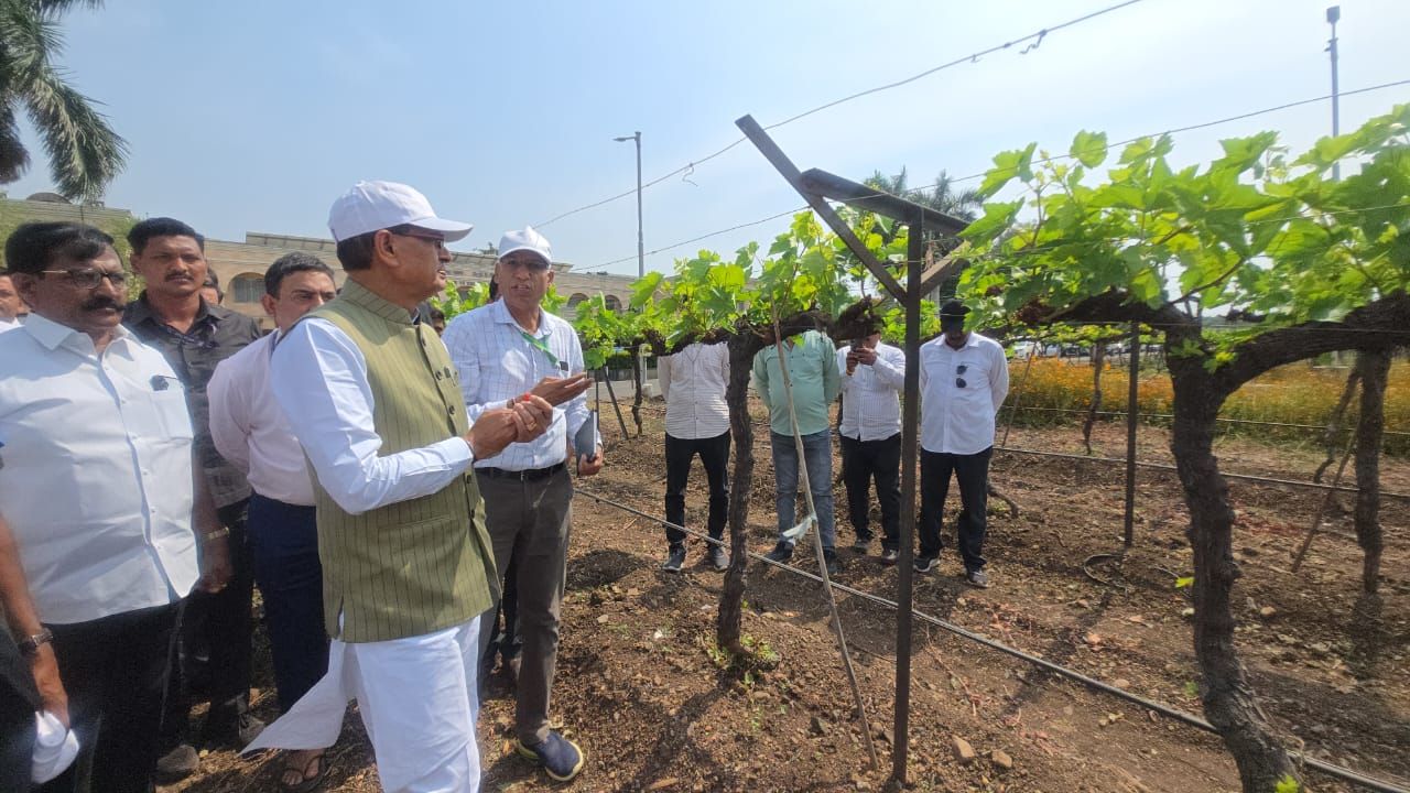 अंगूर संस्थान की खुली पोल, नर्सरी फेल-वैरायटी बेअसर.. क्लीन प्लांट के धीमे काम पर भड़के कृषि मंत्री 
