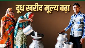 सांची डेयरी 21 मई से किसानों को दूध का भाव बढ़ाकर देगी, ग्राहकों के लिए 3 रुपये दाम महंगा किया सांची डेयरी 21 मई से किसानों को दूध का भाव बढ़ाकर देगी, ग्राहकों के लिए 3 रुपये दाम महंगा किया