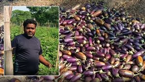 ग्राफ्टिंग तकनीक से बैंगन उगाकर किसान ने कमाए 4 लाख रुपये, अब विधि जानने पहुंच रहे किसान 