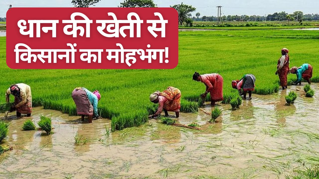 चावल की खेती घटी.. जायद सीजन की फसलों का रकबा बढ़ा, जानें दलहन-तिलहन की बुवाई आंकड़े