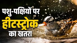 हीटस्ट्रोक से पक्षियों के बेहोश होने और मरने के मामले बढ़े, चील-कबूतर और गायों पर संकट हीटस्ट्रोक से पक्षियों के बेहोश होने और मरने के मामले बढ़े, चील-कबूतर और गायों पर संकट