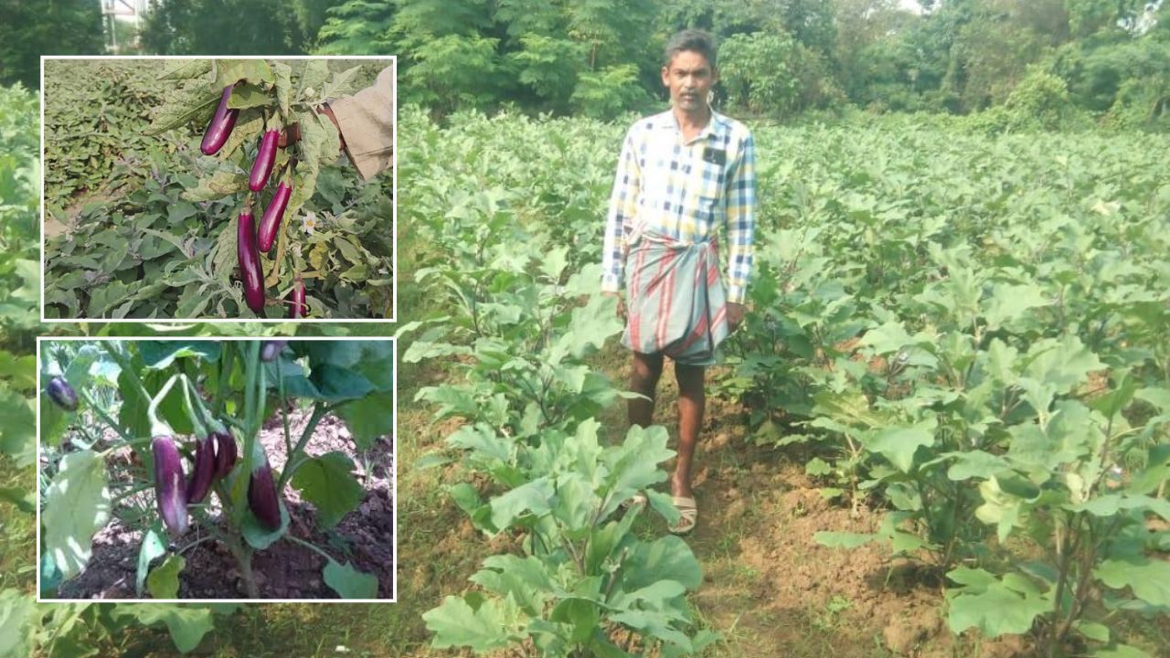 ग्राफ्टेड बैगन की खेती से रिकॉर्ड 155 क्विंटल उत्पादन, किसान ने मॉडर्न तरीके से पाया लाखों का मुनाफा   