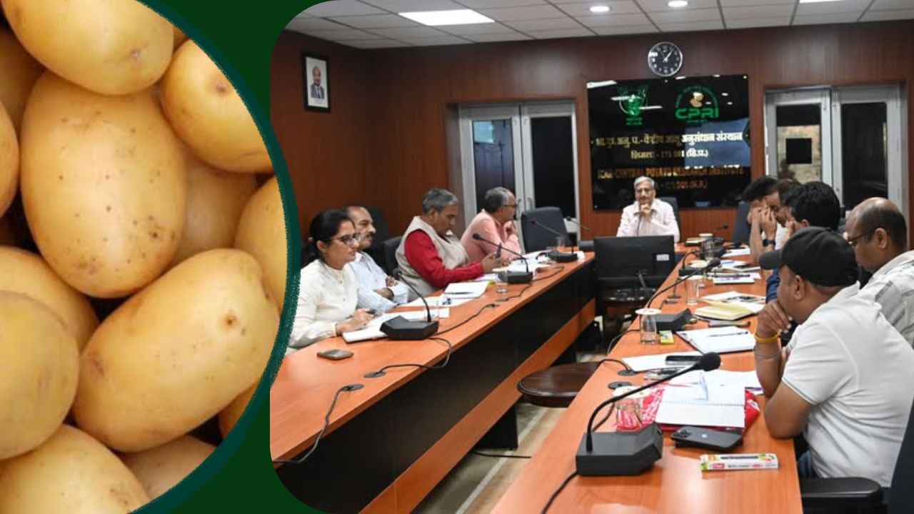 आलू की कुफरी बहार किस्म के बीज उत्पादन को मंजूरी, आलू संस्थान टिश्यू कल्चर विधि अपनाएगा