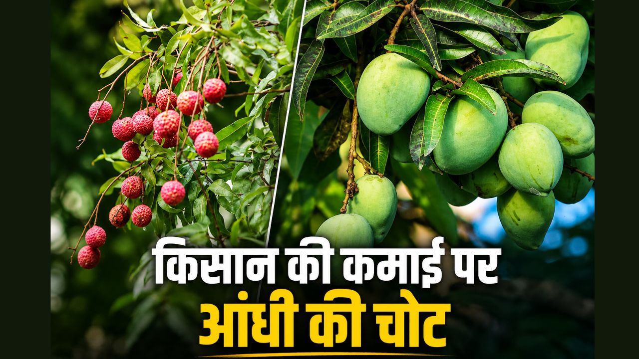 आंधी-बारिश से बागवानी फसलों पर संकट, फफूंद रोग फैलने से उत्पादन घटने का खतरा