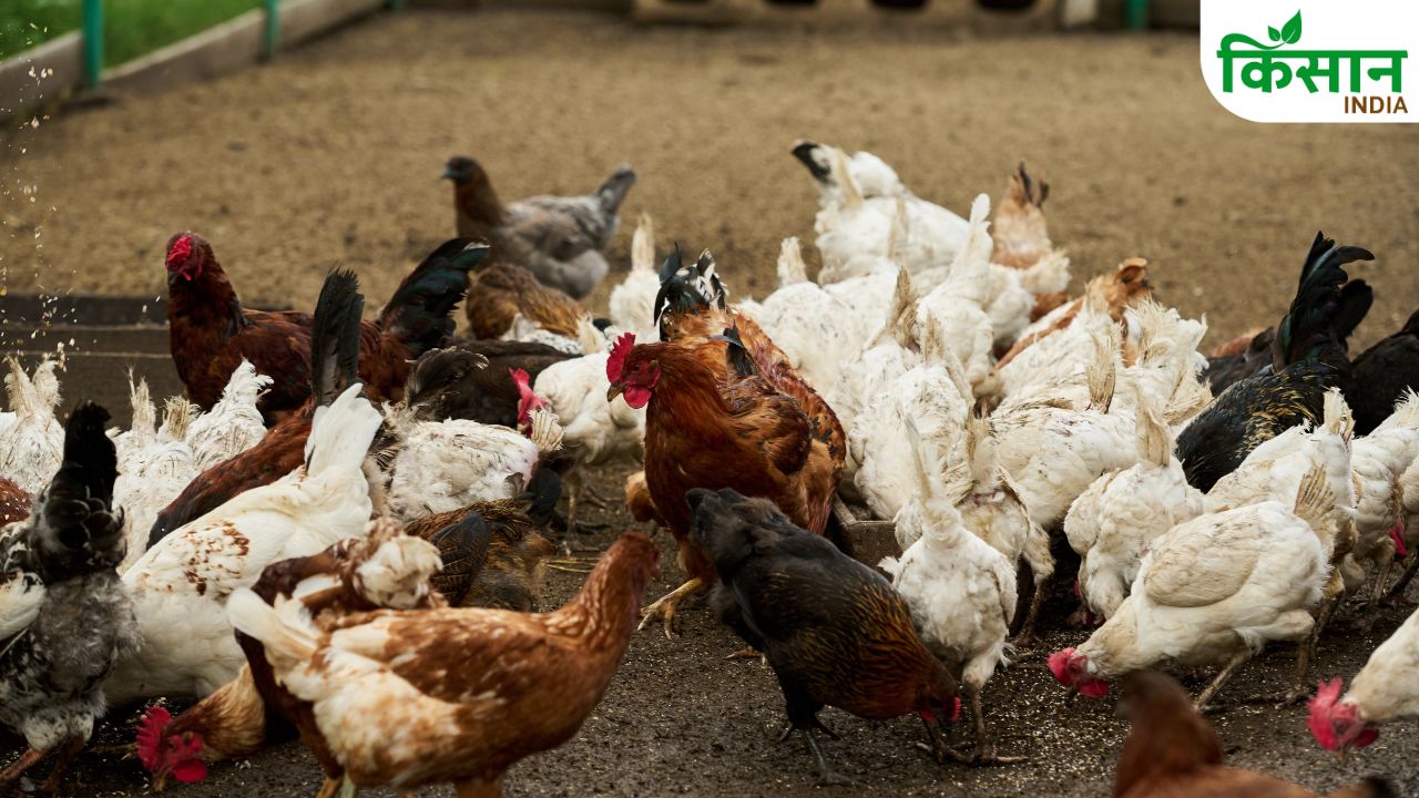 Poultry Alert: पोल्ट्री फार्म में नुकसान का खतरा, बिहार सरकार ने मुर्गीपालकों को किया अलर्ट