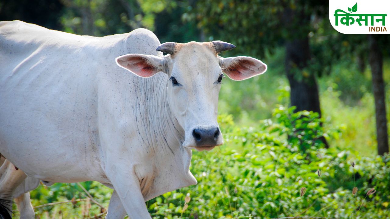 गर्मी में पशुओं का कैसे रखें ध्यान, इन बातों का करेंगे पालन तो कभी बीमार नहीं होंगे मवेशी
