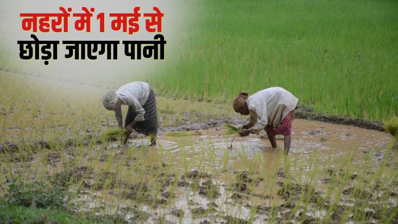 पंजाब सरकार ने किया तारीखों का ऐलान, चार चरणों में होगी धान बुवाई.. मिलेगी भरपूर बिजली