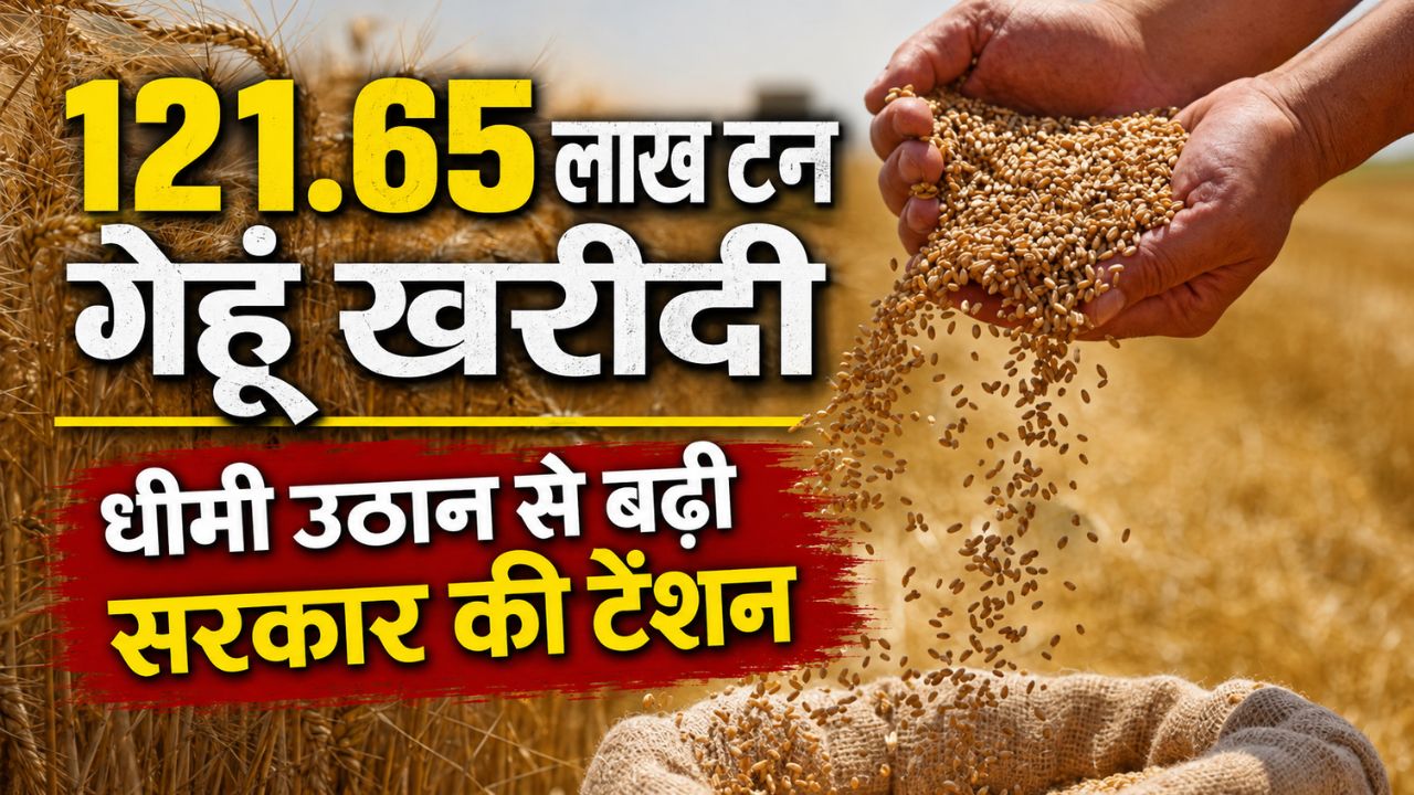 पंजाब के कई जिलों में लक्ष्य से ज्यादा गेहूं की खरीदी, 2306 खरीद केंद्र हुए बंद.. ये है वजह