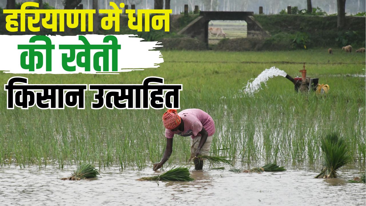 PR किस्मों की मांग हुई कम, किसान ‘पूसा बासमती 1509’ की कर रहे खेती.. जानें वजह