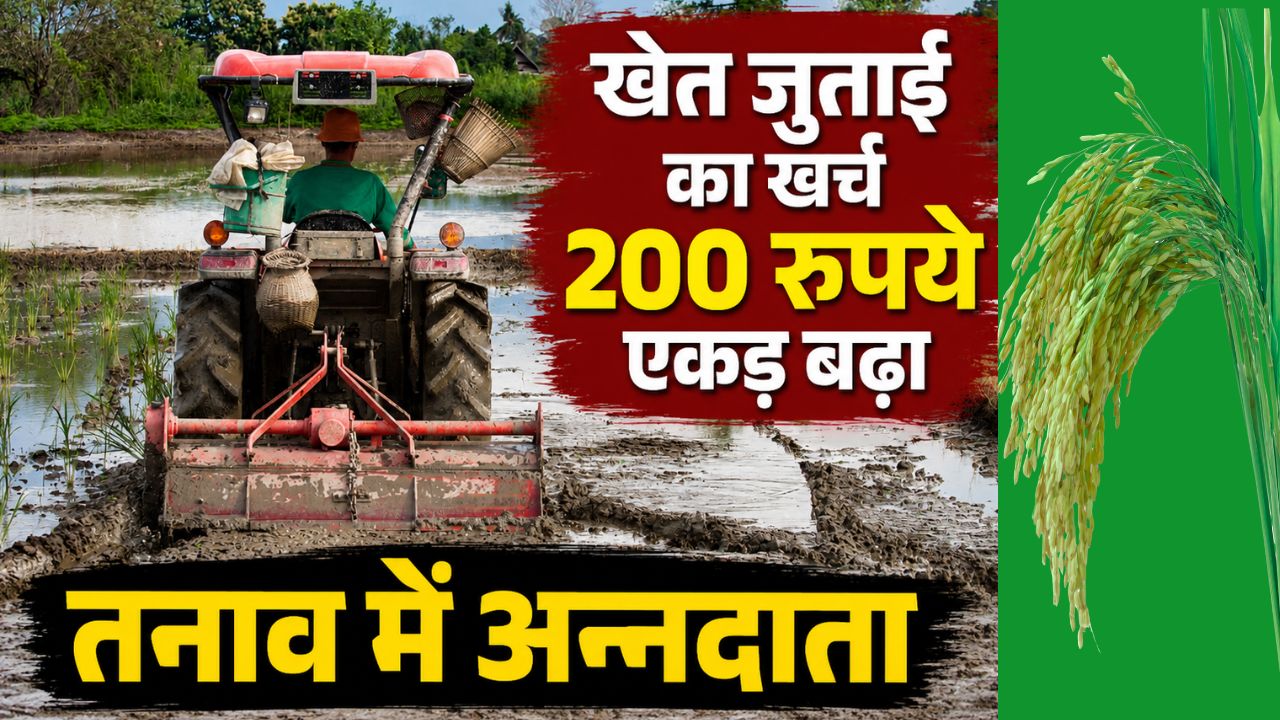 5000 रुपये एकड़ बढ़ गया खेती का खर्च, टेंशन में धान किसान.. कम हो जाएगा मुनाफा !