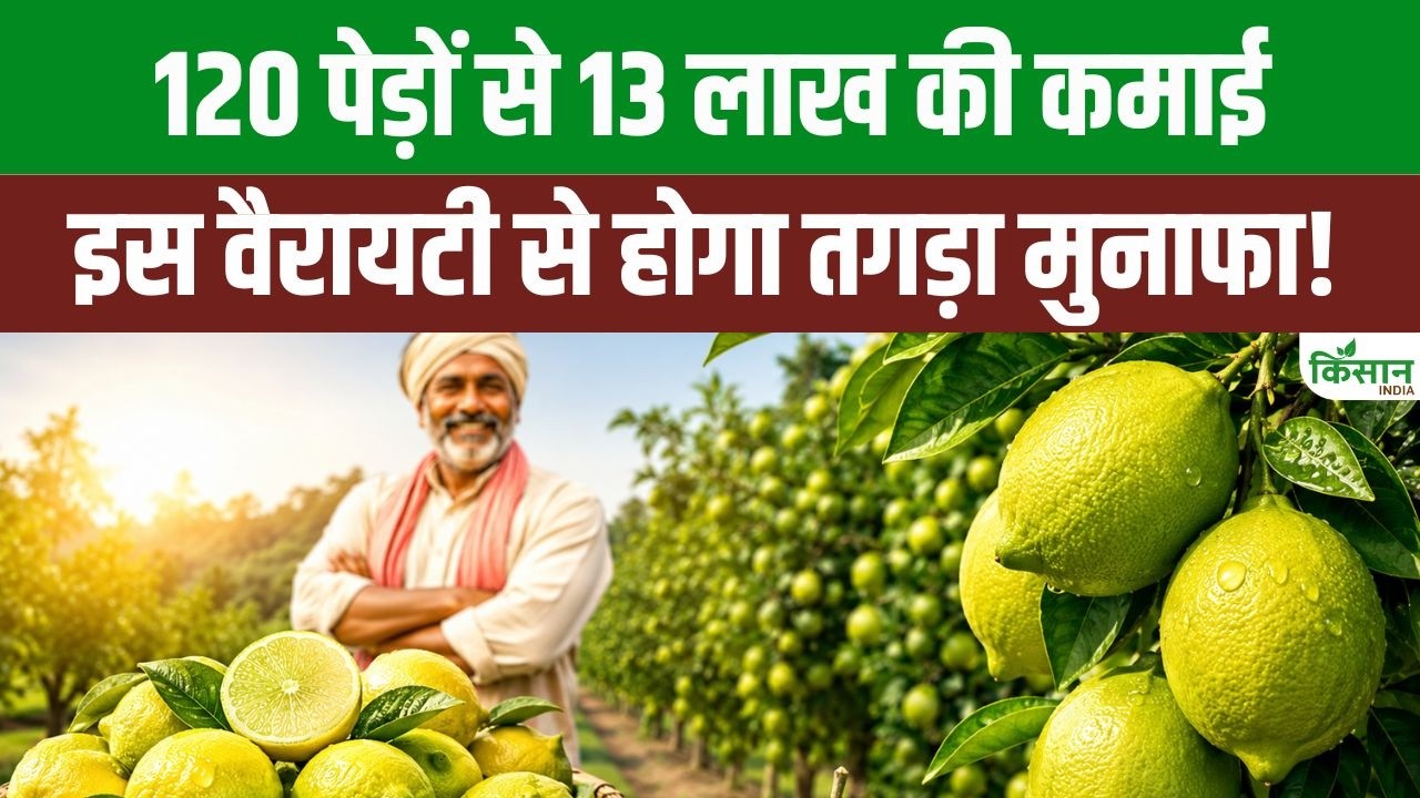 बनारसी कागजी नींबू की खेती से चमकेगी किसानों की किस्मत, कम लागत में मिलेगा शानदार मुनाफा