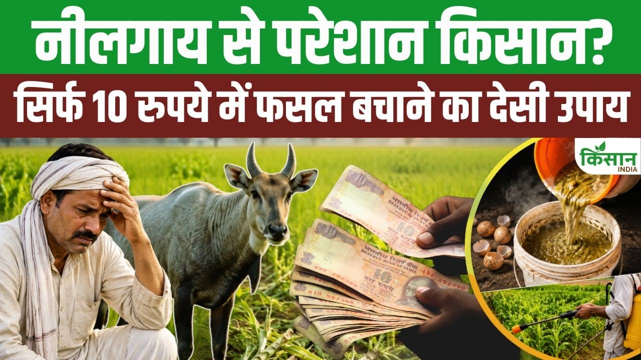 खेतों में नीलगाय से परेशान किसानों को राहत, वैज्ञानिकों ने बताया सिर्फ 10 रुपये वाला देसी जुगाड़