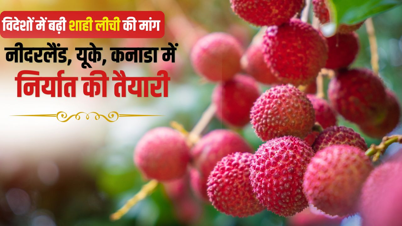 ऑनलाइन ऑर्डर करें मुजफ्फरपुर की असली ‘शाही लीची’! किसानों के साथ ग्राहकों को भी फायदा