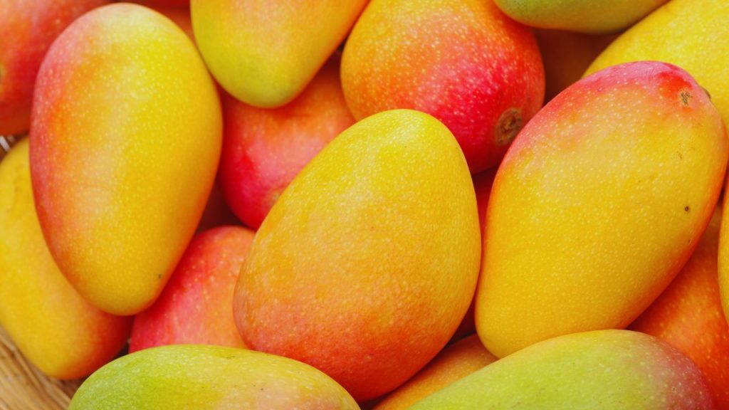 Sindhu Mango: दुनिया के सबसे अनोखे आमों में ‘सिंधु’ आम का नाम लिया जाता है. इस आम में गुठली बहुत पतली होती है, जिससे इसमें गूदे की मात्रा ज्यादा मिलती है. स्वाद में यह बेहद मीठा और रसदार होता है. कम रेशा और ज्यादा गूदे की वजह से यह लोगों के बीच तेजी से लोकप्रिय हो रहा है. Sindhu Mango: दुनिया के सबसे अनोखे आमों में ‘सिंधु’ आम का नाम लिया जाता है. इस आम में गुठली बहुत पतली होती है, जिससे इसमें गूदे की मात्रा ज्यादा मिलती है. स्वाद में यह बेहद मीठा और रसदार होता है. कम रेशा और ज्यादा गूदे की वजह से यह लोगों के बीच तेजी से लोकप्रिय हो रहा है.