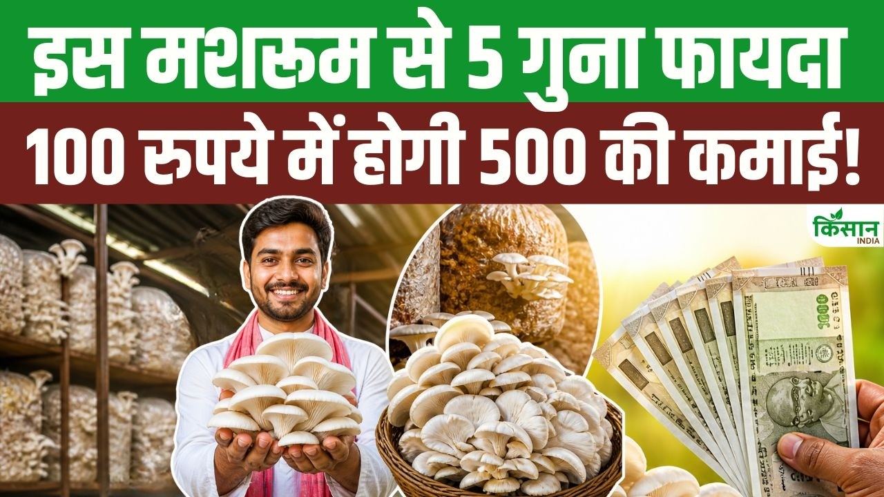 इस खास मशरूम की खेती से किसान करेंगे तगड़ी कमाई, 100 रुपये खर्च पर मिलेगा 500 मुनाफा