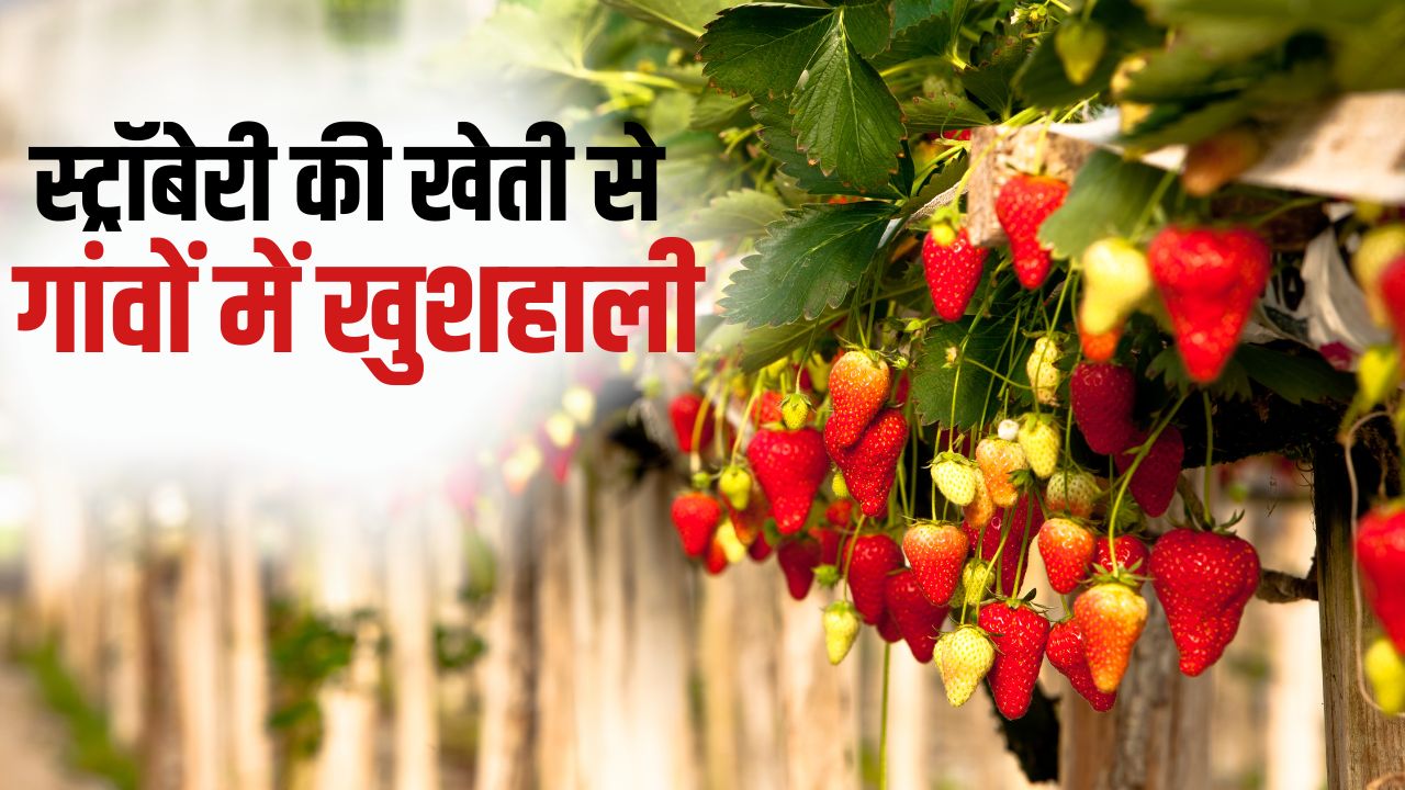 स्ट्रॉबेरी की खेती से किसानों की बदली किस्मत, इस साल 3 करोड़ से अधिक कमाई की है उम्मीद